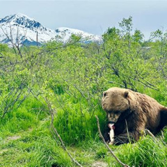 Best Wildlife And Glaciers With A Walk In The Rainforest Tours Review