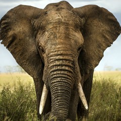 Chilled Safari Deep House Mashup