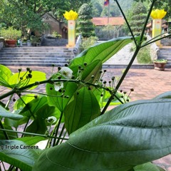 Kỳ hạn tình yêu | Chicolus