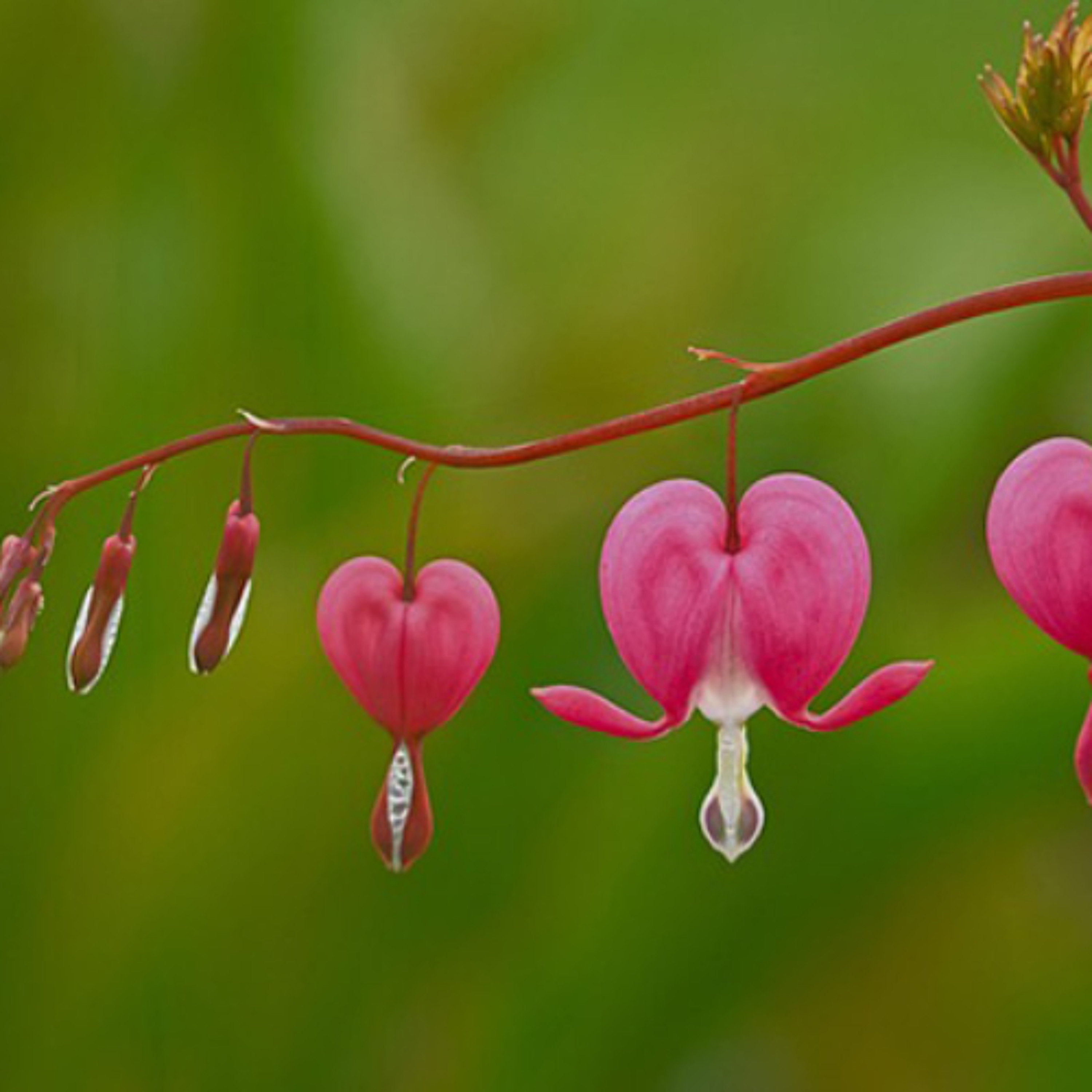 Food for the soul - When love emerges - Samantha Fraser – 31/03/26 episode artwork