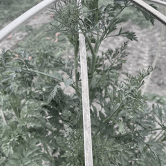 Carrot...3