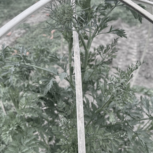 Carrot...3
