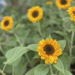 Paramore - Franklin (cover)