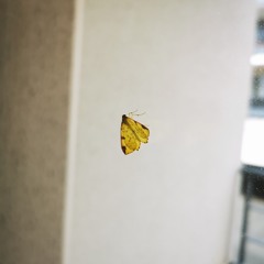 Effet Papillon (mix)