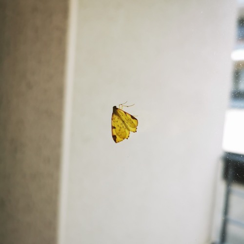 Effet Papillon (mix)