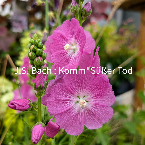 Komm' Süßer tod - Johann Sebastian Bach