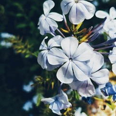 سيدي رسول الله معذرة | النقشبندي | جديد