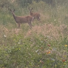Deer Don’t Like Country Music