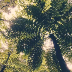 sampling trail intro