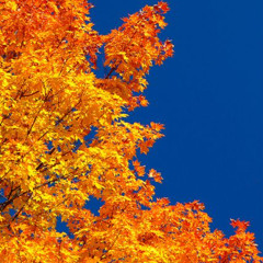 The Founder Of A Goldmine