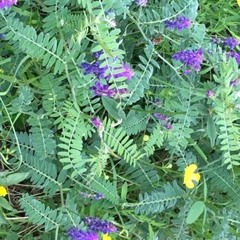 Seq05 Lament Relaxation Calm Hypnotic Harp Violas Very Light Fast Sliding