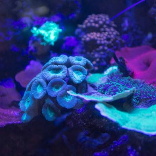 Point of know return and  He Knew  BBW live