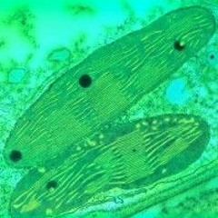 Heueke Pvölxergatte - Beqekqrh