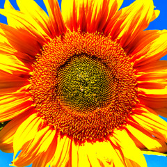 sunflower demo