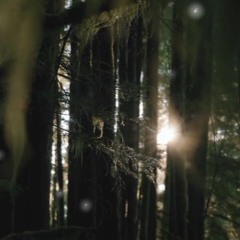 Deep Forest Live 2024