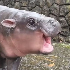 MOO DENG @CRYPTORAPCALLS