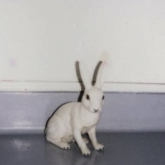 oh you thought this was a rabbit