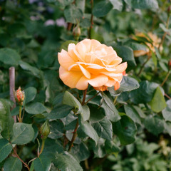 letter to an old poet - boygenius