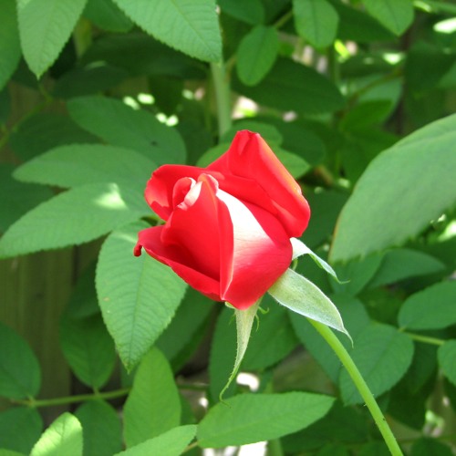 It Doesn't Feel Like New Years Without The Big Guy - --11 12 20 - -2 - 25 - PM