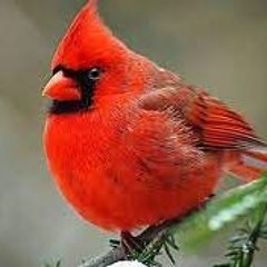 happy holidays_sonic(holly & the ivy snippet)