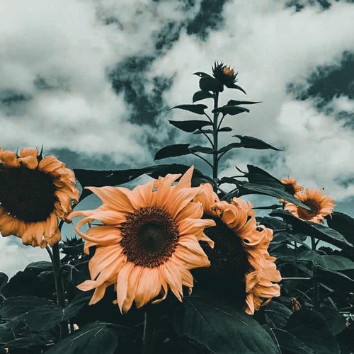 FALLING x SET FIRE TO THE RAIN (Mashup) - Harry Styles & Adele