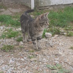 the ultimate destruction of myself