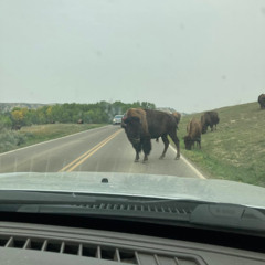 Be the Herd