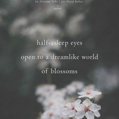 haiku #611: half-asleep eyes / open to a dreamlike world / of blossoms