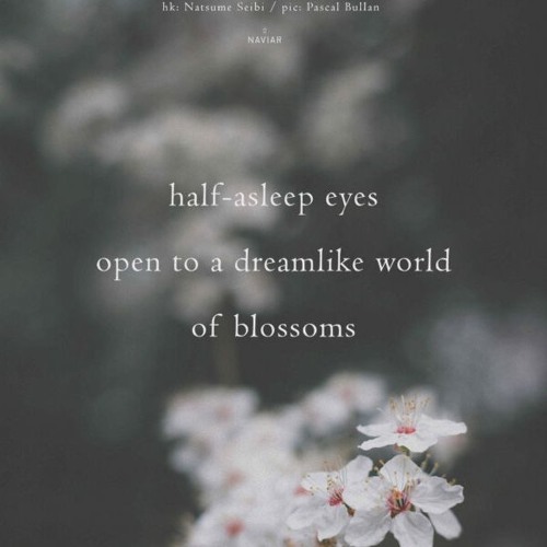 haiku #611: half-asleep eyes / open to a dreamlike world / of blossoms