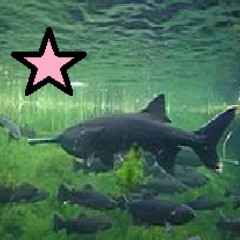 paddlefish