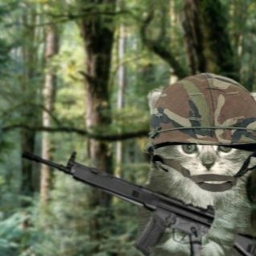Кот снайпер картинки