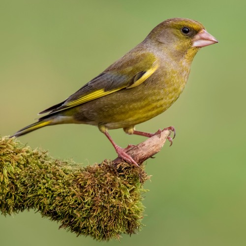 Greenfinch Song - MixPre - 2187 01.WAV