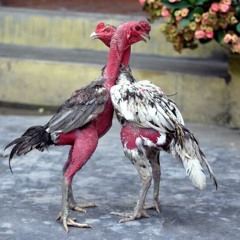 Các tư thế của gà đá đòn độc mà sư kê nên biết