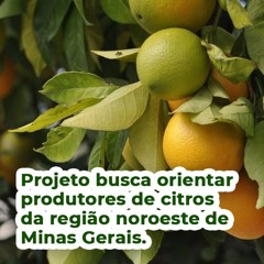 Projeto busca orientar produtores de citros da região noroeste de Minas