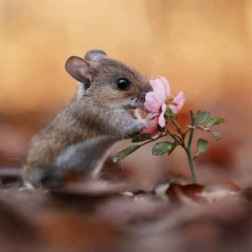 302 ionwan2go remix 114bpm