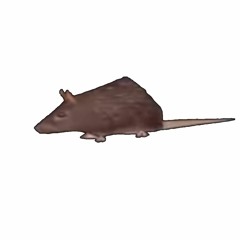 Horizontally Spinning Rat 1 hour