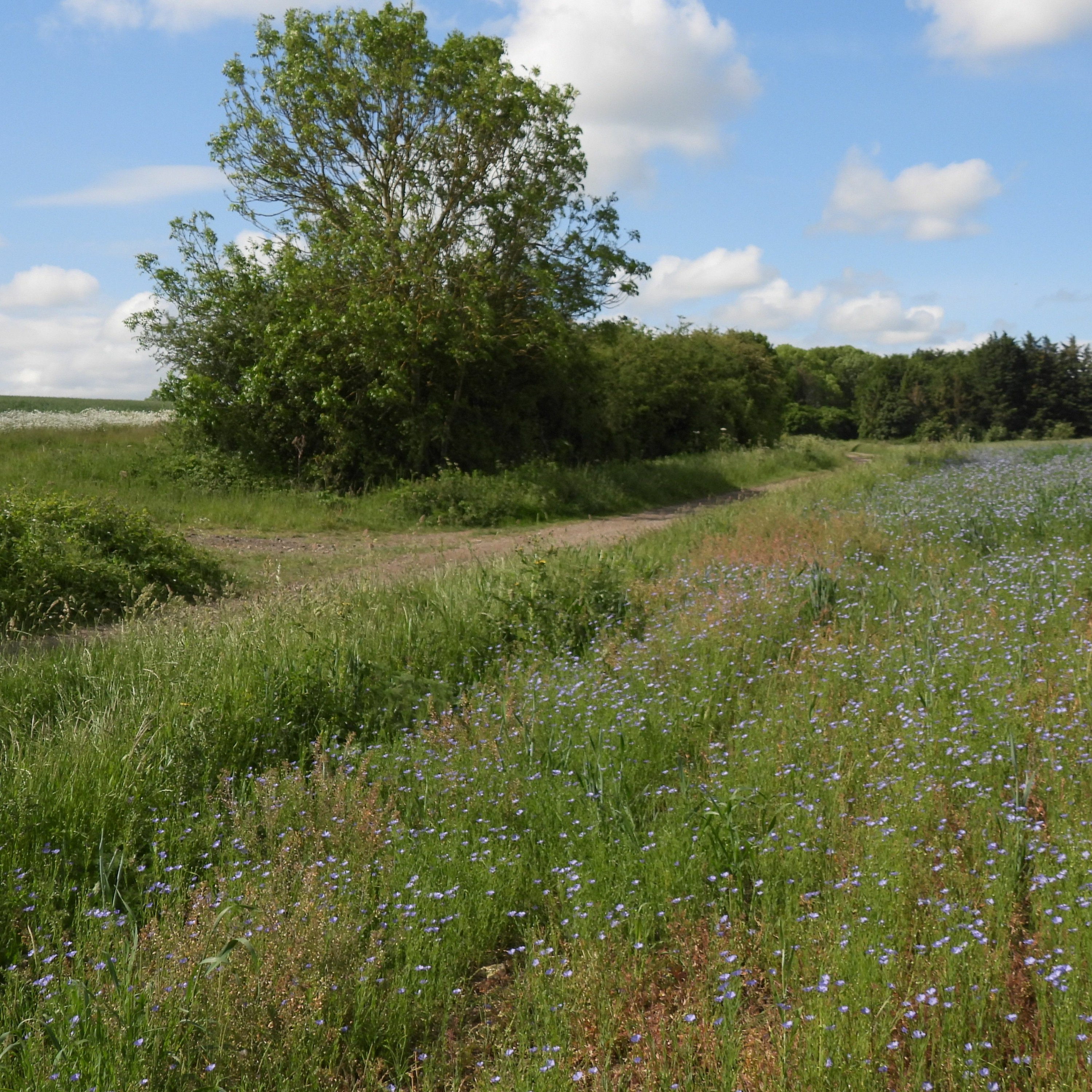 2022 STRAIGHT FROM THE FIELDS 8 - FARMLAND AND ADAPTIVE SPECIES episode artwork