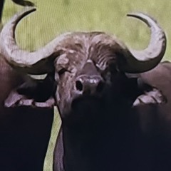 Black Water Buffalo - Francis Frazier 1954