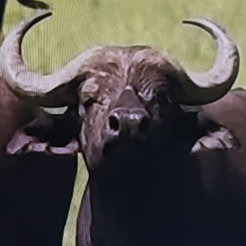 Black Water Buffalo - Francis Frazier 1954