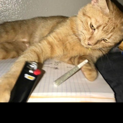 (ex) “NCS Phonk” not ncs anymore tho