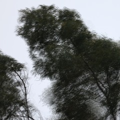 50mph Wind Storm - MixPre - 6098