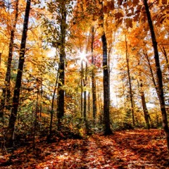 Xanthophyll is Yellow