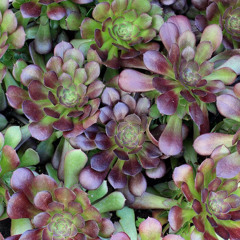 BayPark - garnet（prod. Anyvibe ）