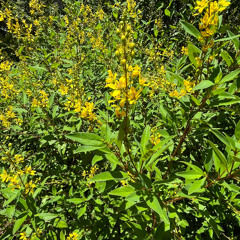 Xander Eng - Funky Prez