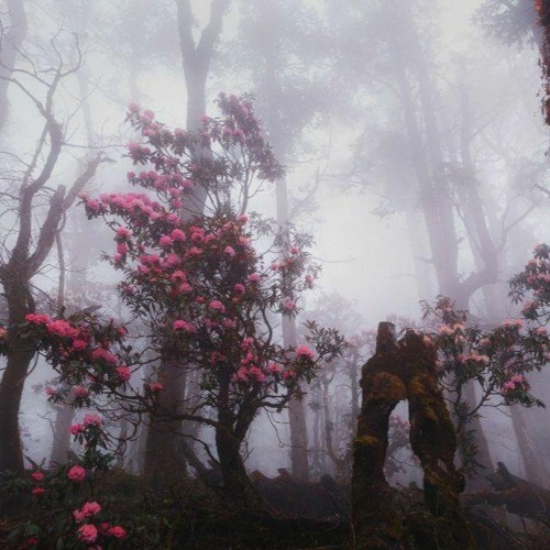 thank you for everything (ft. BumbleDee & flatsound)