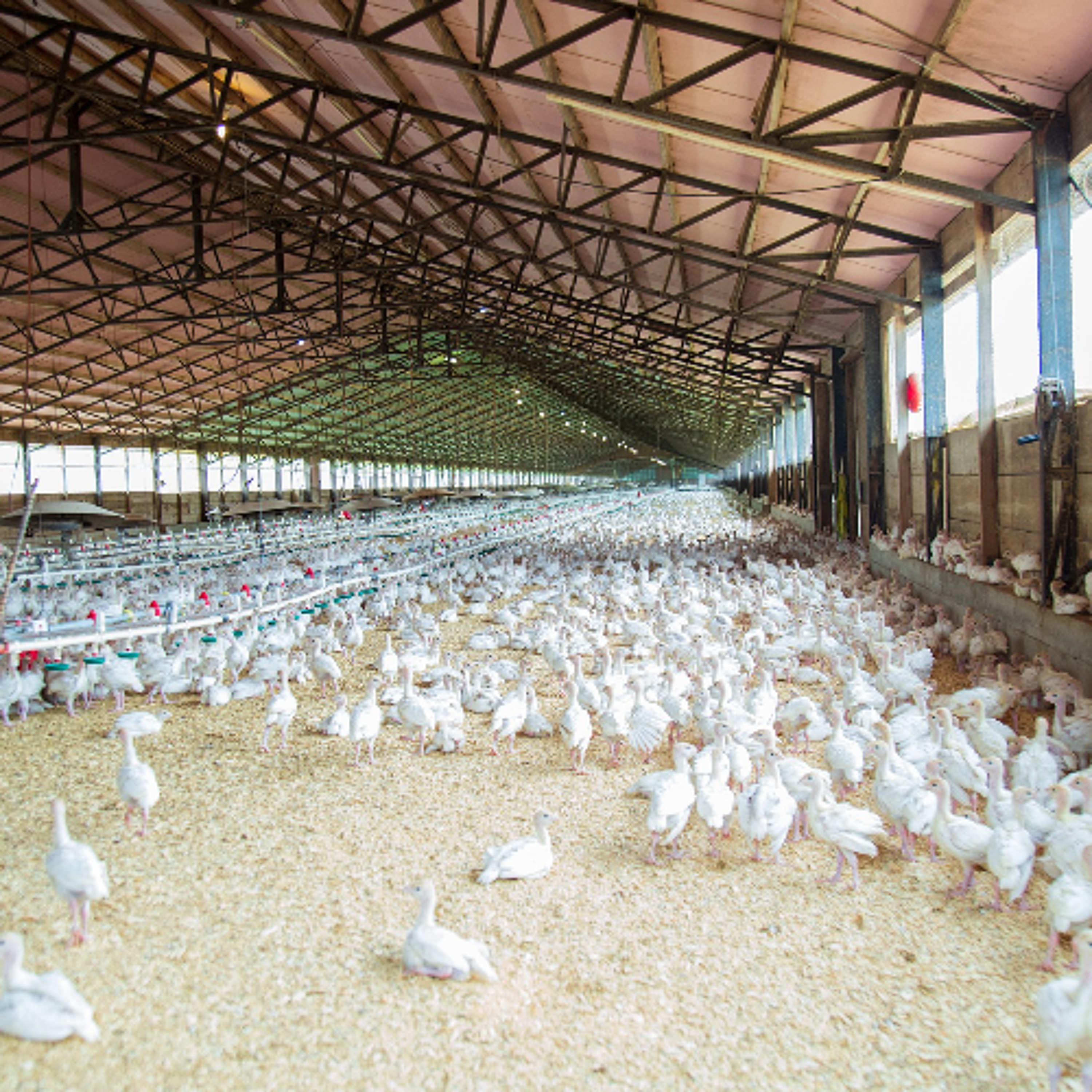 Avian Flu Confirmed in Small Poultry Flock in Bonnyville, Alberta