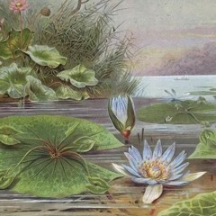 Lotus Bloom(with Caleb)