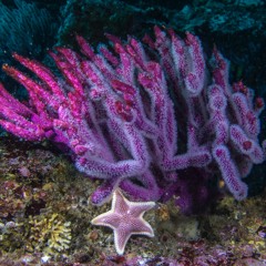 Crishea Koyck - Mar en Calma