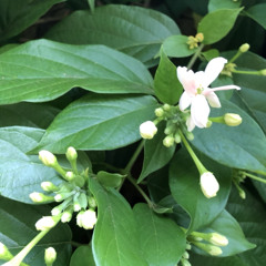 That One Flower