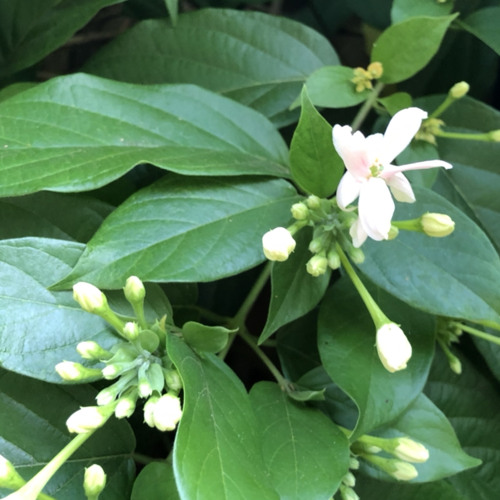 That One Flower